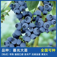 Бутик-сумеречные саженцы 50-70 см+ удобрения (результат этого года не жив)