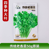 Традиционный старый кориандр 50G Оригинальный четыре сезона большие листья