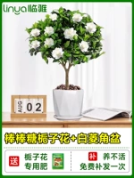 [Живи в течение одного года] -класс на палочке цветущий цветок сада+керамический белый ромб горшок [принесите цветы и корабль с посадкой из горшка]]