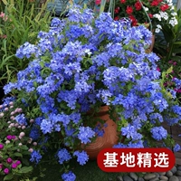 Синяя снежинка 2 галлона