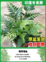 170#Индийская зима Цин [получает его, когда вы получите его]