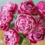 [Мэри Роуз] Порежьте солнце и розовые цветы, розовые цветочные лепестки розовые лепестки роз выглядят хорошо на балконе