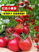 Четыре сезона маленьких саженцев из красного томата 6 деревьев [результаты собираются противостоять сильным заболеваниям]