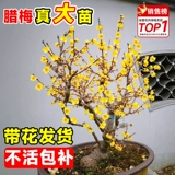 Саженцы деревьев Plummeli, сильные ароматные суксин ла -горшок старая куча бонсай посадка внутреннего двора и наружные красные цветы сливы и зеленые растения