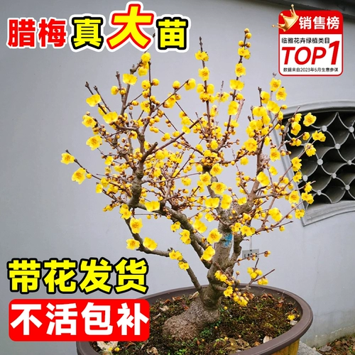 Саженцы деревьев Plummeli, сильные ароматные суксин ла -горшок старая куча бонсай посадка внутреннего двора и наружные красные цветы сливы и зеленые растения