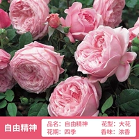 Свобода 1,6 метра высотой