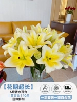 Изысканная парфюмерная лилия丨Хуан Тяньба丨10 лилий + 2 лилии для предотвращения повреждений и бесплатный консервант [аромат для всего дома]