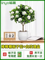 [Лаборатория в течение одного года] -класс -класс на палочке цветок сада+керамический белый бассейн [принесите цветы с горшками с горшками]