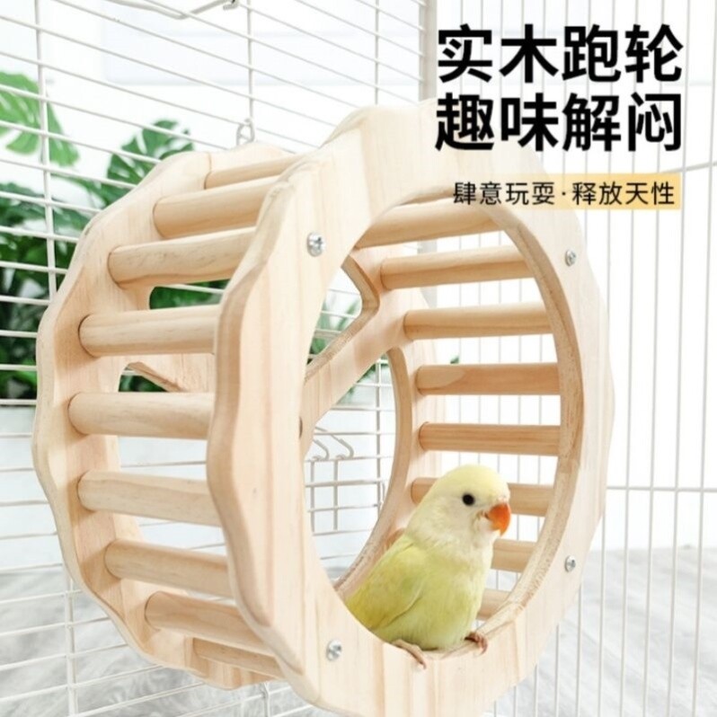 Parrot happy paradise! 🎉 Boredom-busting spinning wheel toys to keep ...