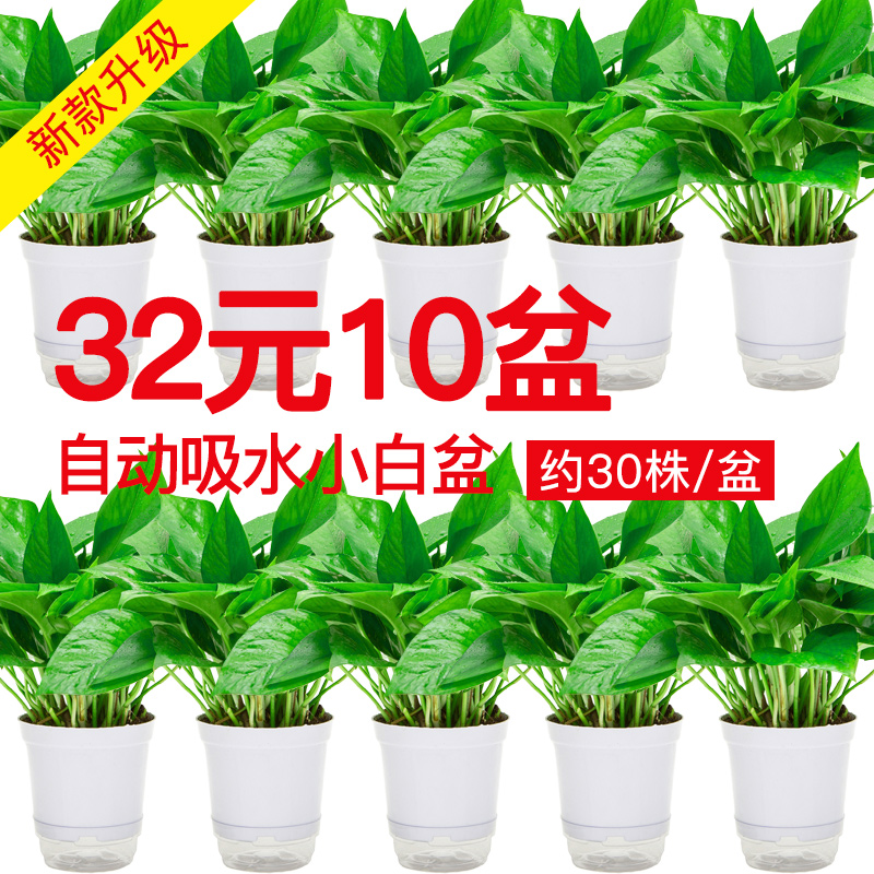 Long vine golden Ge pot plant Indoor hanging formaldehyde purification air flower green plant Big Golden Ge Bonsai green Luo