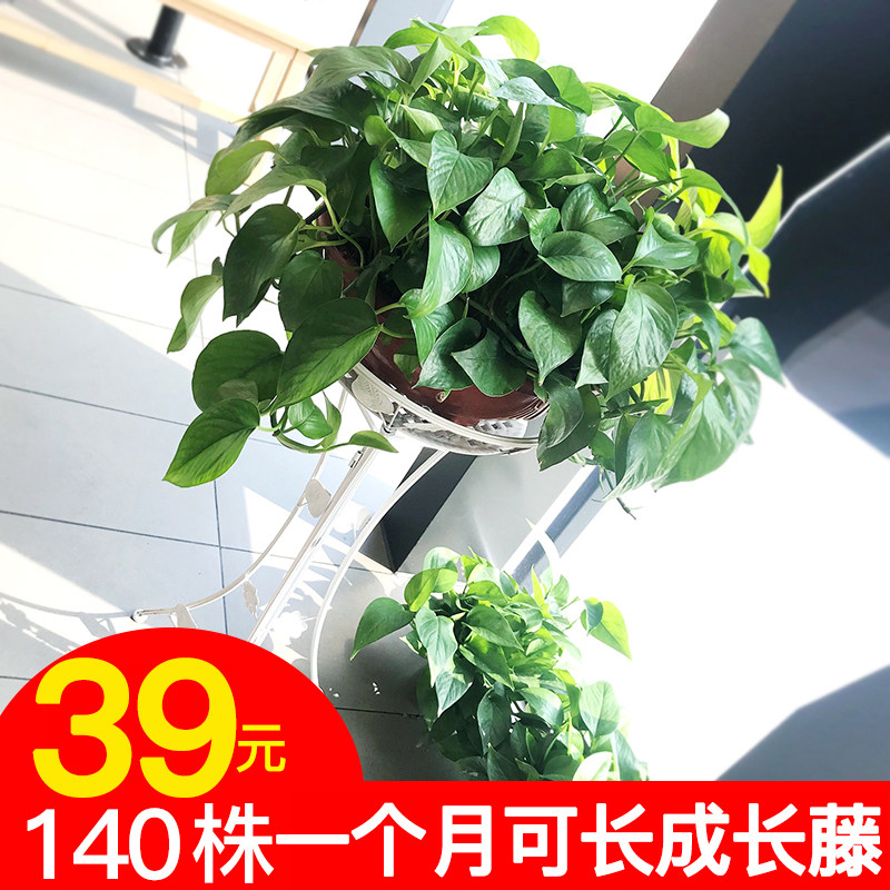 Large golden ge hydroponic pot indoor formaldehyde-absorbing air purification Long rattan basket plant chlorophyll flower large leaf green Luo
