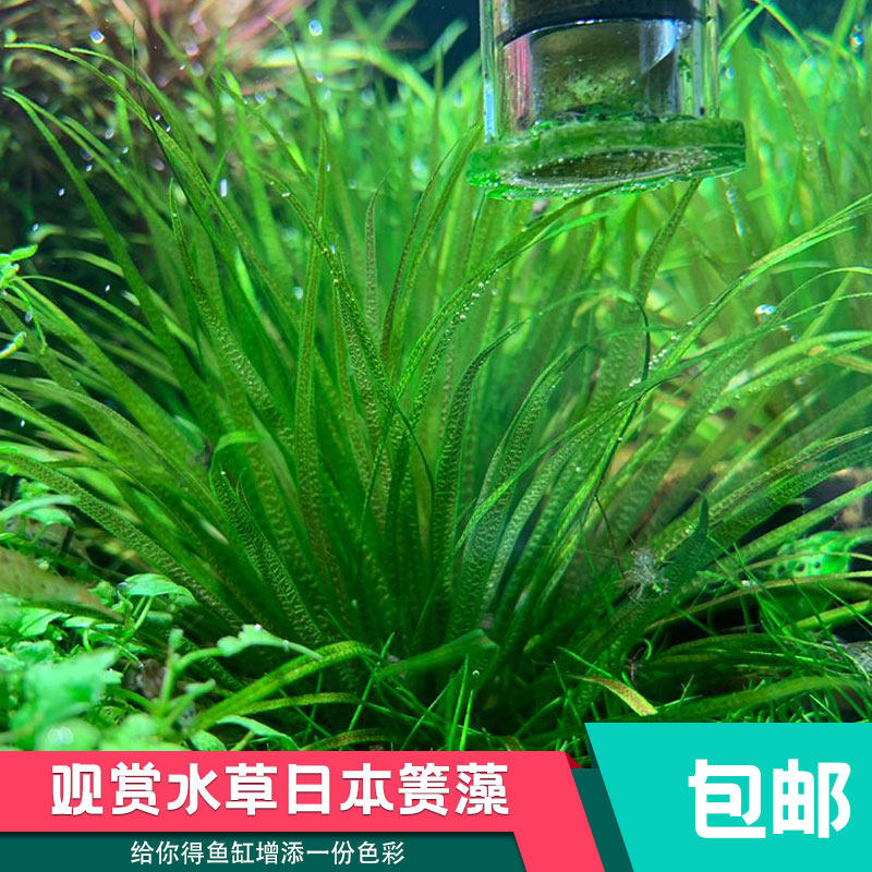 Aquatic grass Living Japan Algae Bloom Seaweed plant Grass Crown Water Grass foreground ornamental water Grass View Light water straw vat