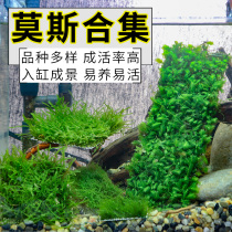 Bulk triangle Moss novice aquatic plant Moss fish tank freshwater plant pepper grass foreground lawn bottom negative mousse