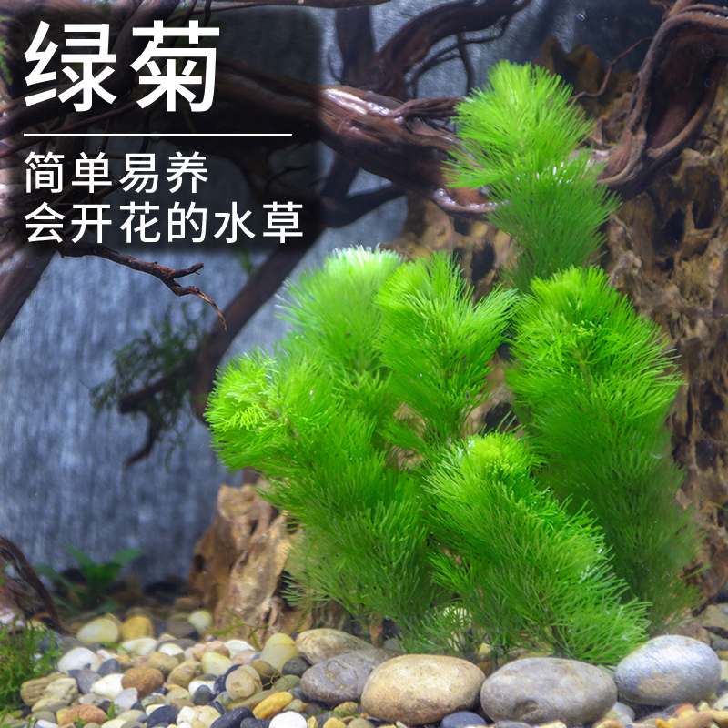 Green Chrysanthemum Water Grass Fish Tank Building New Hand Breeding Negative Freshwater Plant Rear View Grass Submerged without mud oxygenation purification