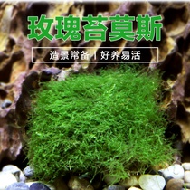 Rose Moss fresh water living plant Moss Moss new variety negative water plant sinking Wood landscape shrimp tank novice farming