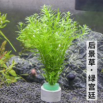 In the green court the back of the landscape the Dutch landscape the grass tank the live fresh water plants the stem the novice the good oxygen