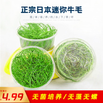 Japanese mini beef felt sterile cup foreground grass living aquatic plant underwater leaf fish tank negative freshwater plant landscaping