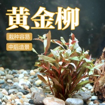 Living aquatic grass willow leaf aquatic grass Willow Red Willow Golden Willow Green Willow middle landscape grass fish tank landscape aquatic plant
