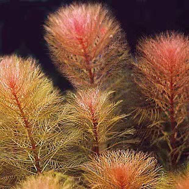 Red Thousand-layers middle rear view New hand water grass fish tank Aquarium Construction oxygenation purifying water quality Living underwater Leaf breeding