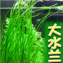 Big water orchid native tank aquatic plant living autotrophic underwater leaf negative Rear View Grass fish tank landscape freshwater plant bitter grass