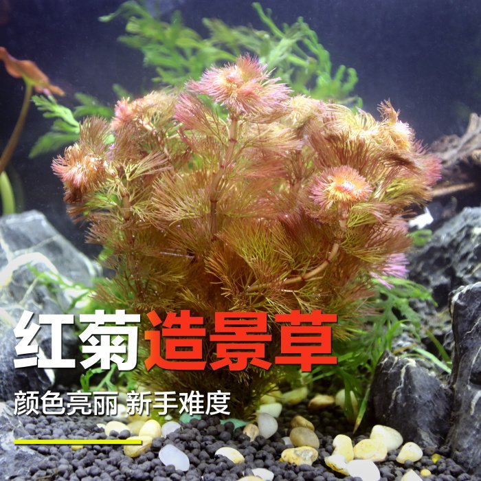 Redmile freshwater plant feathers with stem fish tank scenery background grass without carbon dioxide novice