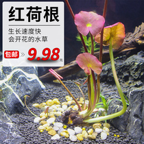 Red lotus root Nemian water grass easy to live and clean up water quality red lotus plant water surface flower and plant cylinder decoration landscape