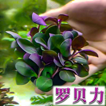 Luo Beili aquatic grass freshwater live grass fish tank landscape prospects in the landscape has stem plants lazy people easy to live negative