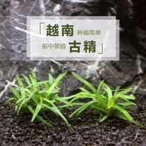 Vietnam ancient essence water grass living fish tank real water grass ornamental water grass aquarium ornamental plant Valley Essence Water grass Water family