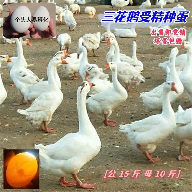 鹅种蛋6枚包邮！三花皖西泰州五龙鹅受精卵，孵化成功率爆表
