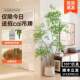 Artificial Green Plant Nandina Domestica for Indoor Living Room Sofa Side, Decorative Potted Plant with a High-End Feel, Faux Tree