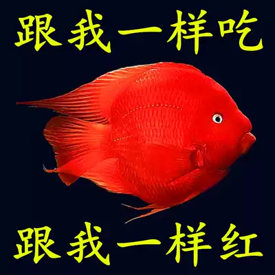 Red cube blood parrot fish feed Parrot fish food Get rich map Tropical fish Get rich Red and color fish food