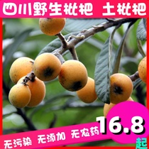 Pipa Sichuan Wild Loquat Alpine Pipa Свежая Беременная Женщина Фрукты Чистое Естественное Загрязнение-бесплатно Когда Сезон Дикий Локмат