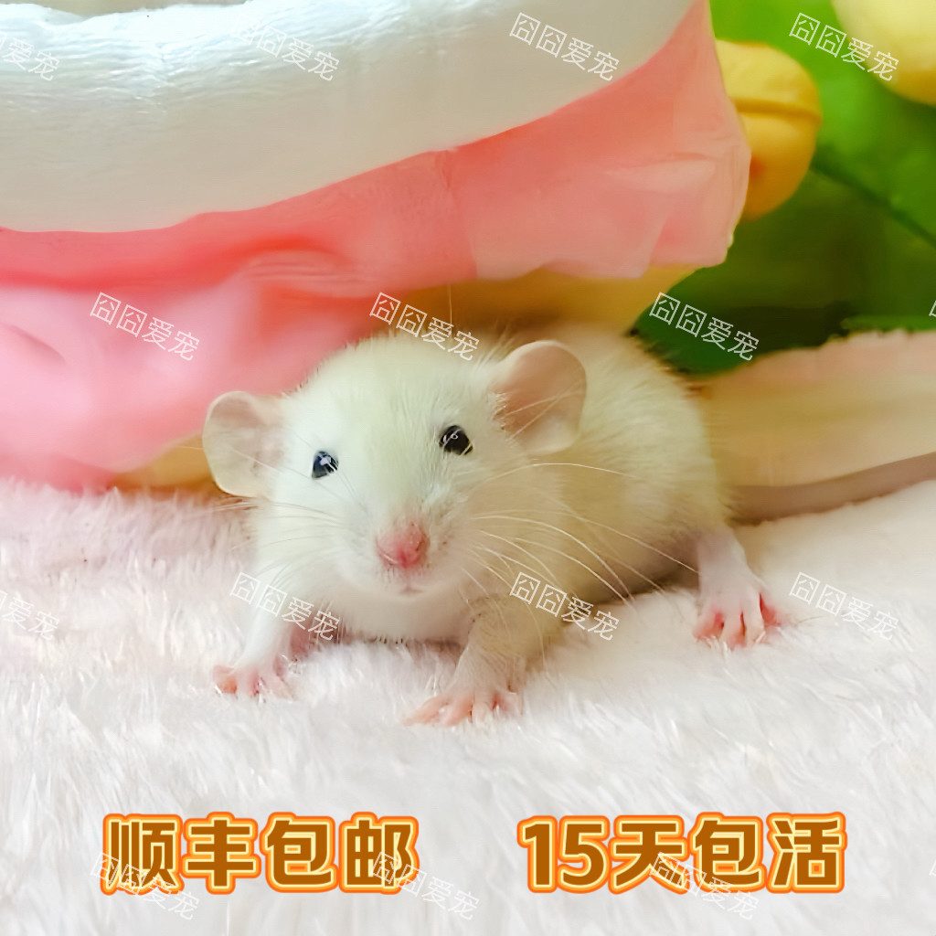 超萌巨型俄蓝花枝鼠,宿舍也能轻松养起来!宠物新宠儿测评!-其它宠物-淘宝好物网