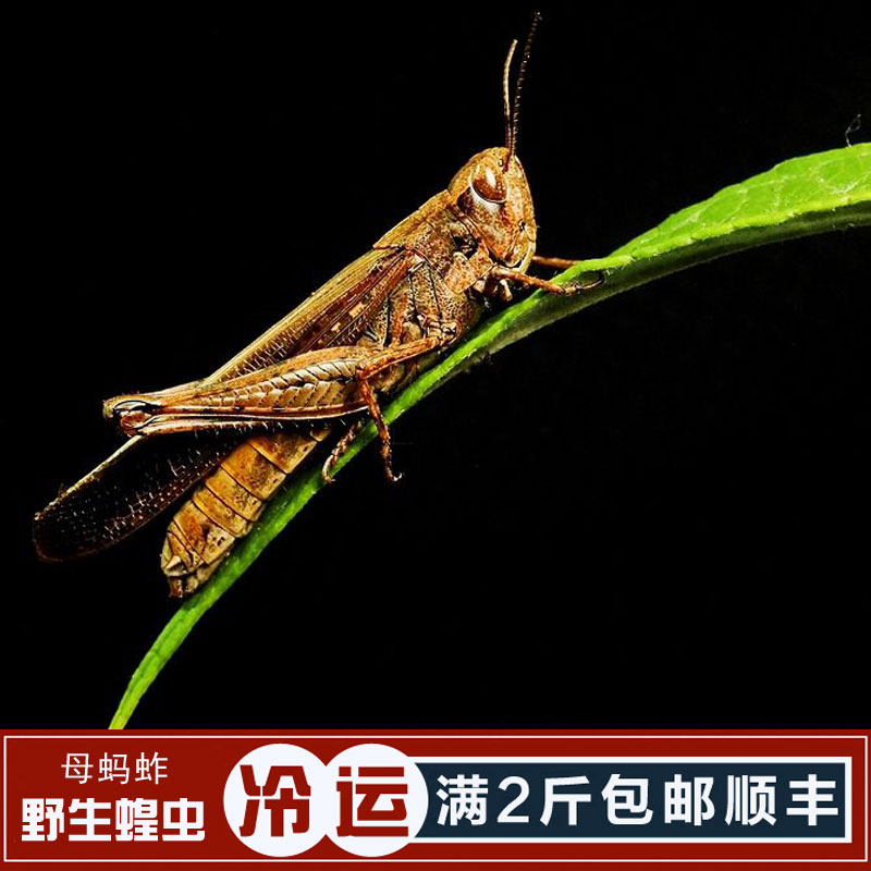 Shandong Tenn. grasshopper grasshopper living frozen farmhouse Self-raising fresh grasshopper full 2500g