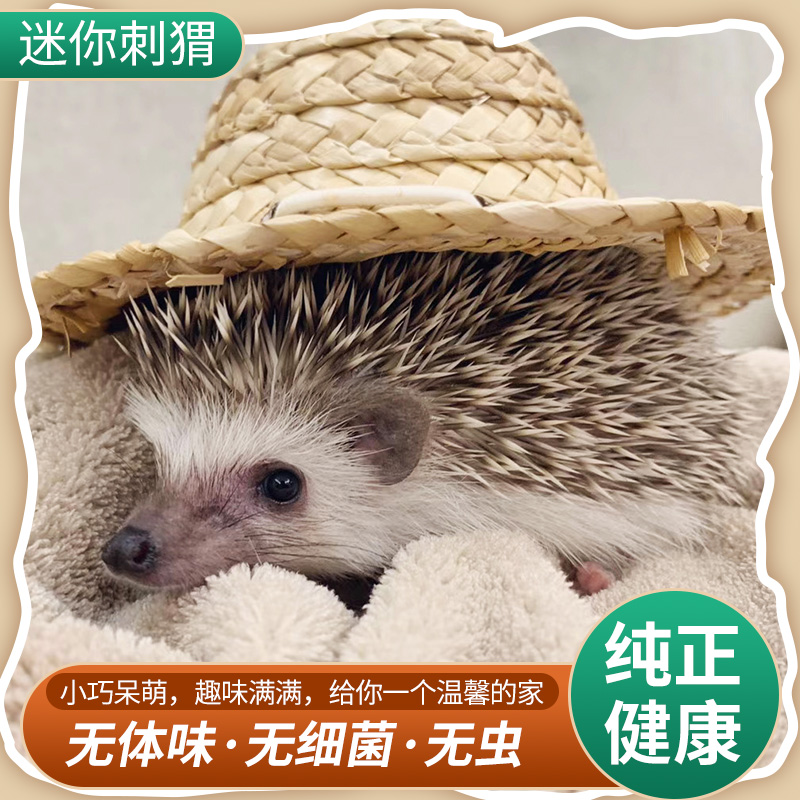 Africa Mini Hedgehog Living Pet Bag Live Pure Breed Has Been Vaccinated Cub Baby Bag Health Pack Church Rearing