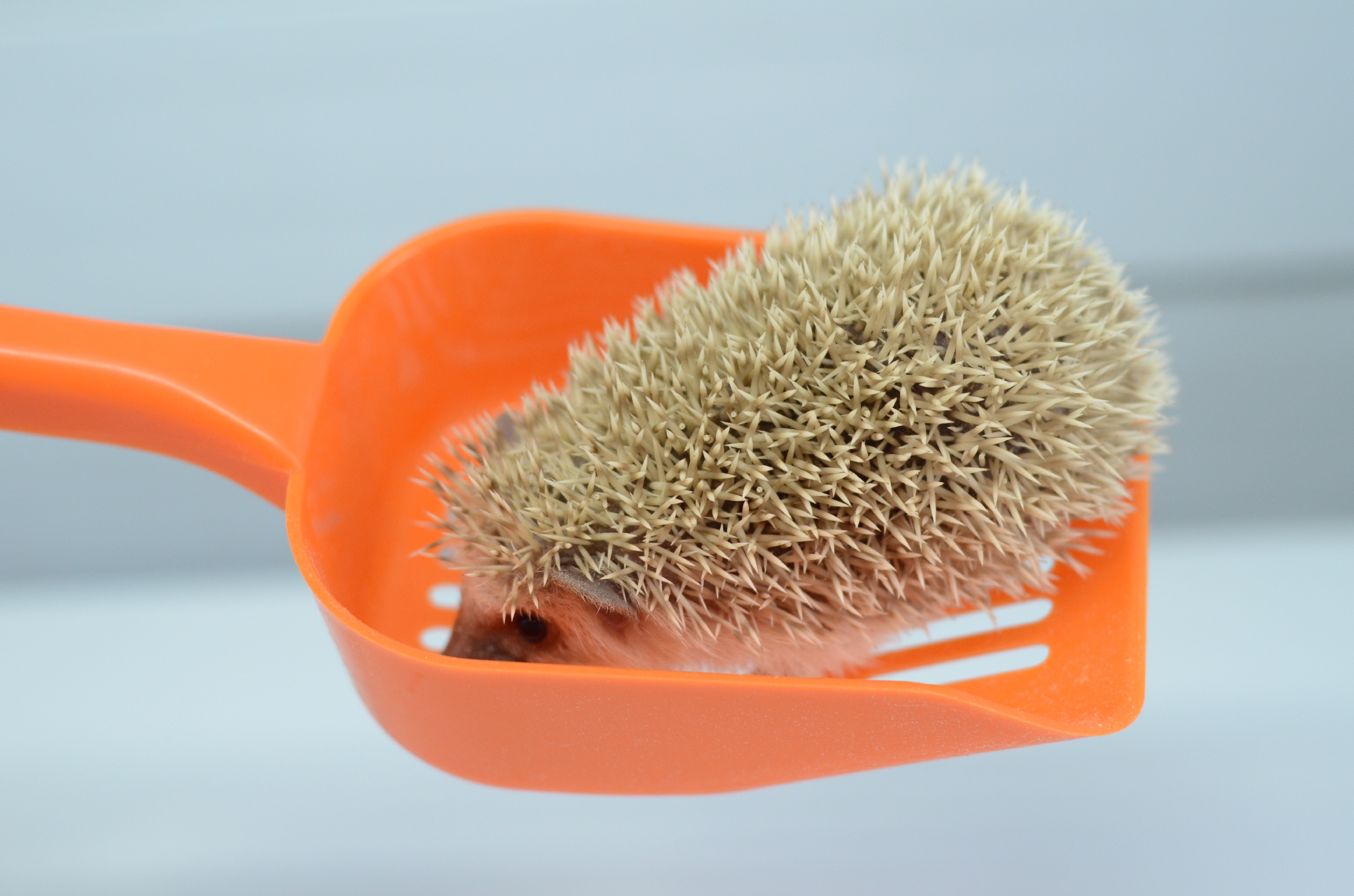 Professional hedgehog top hand with shovel Hedgehog toilet shovel urine sand shovel cat sand shovel