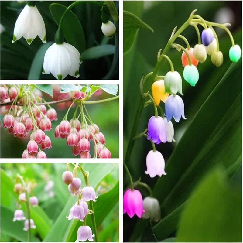 盆栽地栽绿色花卉植物 铃兰白玲兰花紫玲兰花草玉玲当年开花花苗
