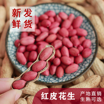 Red Leather Peanuts Rice Raw New Stock Fresh Sundry With Shell Peanuts Seeds Baked Raw 4 Grain Red Peanut Fruits