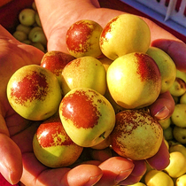 Rock sugar jujube seedlings planted in the south and north in the courtyard villa garden vegetable garden fruit trees and fruit seedlings that bear fruit that year