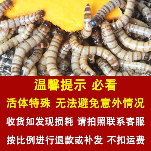 Maihiyuan Ячменная червь Живая Арована ест птиц и живых насекомых