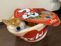 Японское мгновенное гнездо лапши Shiba Inu net Red и та же самая домашняя кошка гнездо закрыто udon -лость [не возврат или изменение]