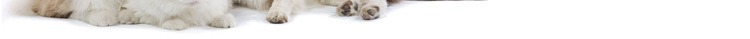Basharf mèo và chó bệnh da chống nấm Shiba Inu nhiễm vi khuẩn mèo mạt chống viêm và ngứa - Cat / Dog Medical Supplies 	bộ kim tiêm thú y