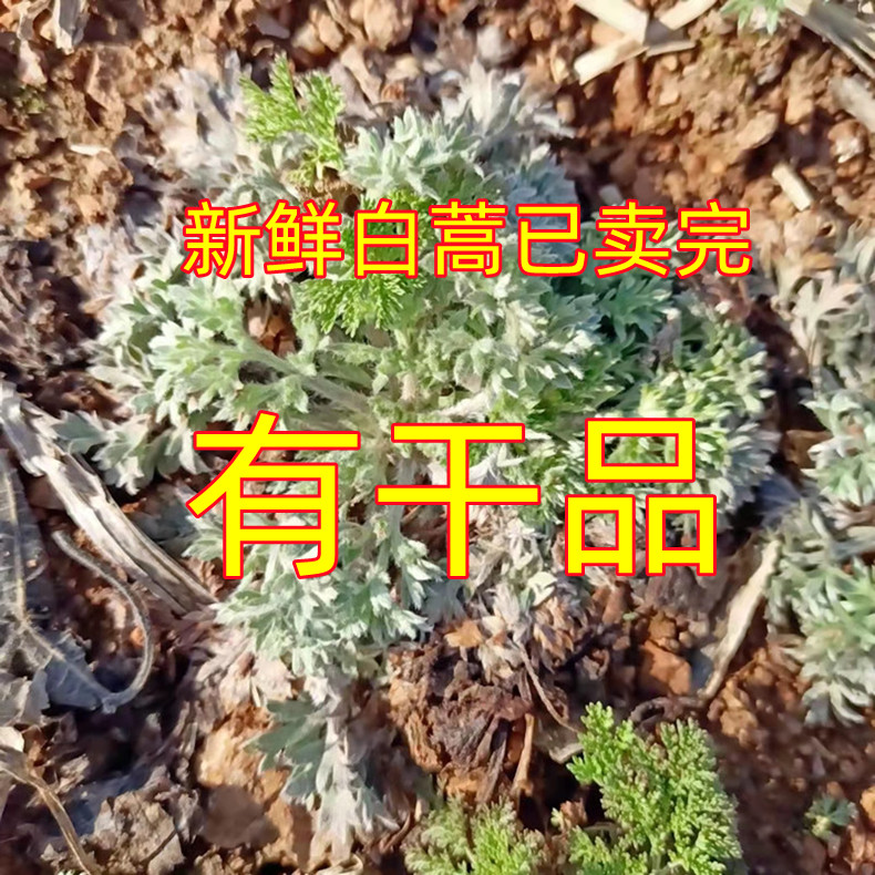 Mountain fresh yin chen whole tree sun-dried white wormwood Chinese herbal medicine cotton yin chen grass wholesale distribution to Yimeng mountain farmhouse