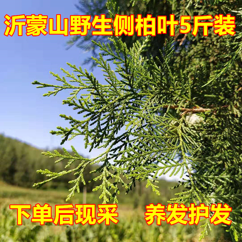 Arborvitae leaves fresh wild cypress leaves 5 catties Chinese herbal medicine shampoo hair growth black hair hair water