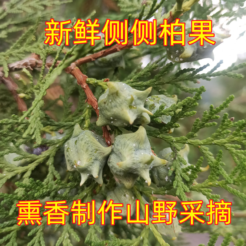 Fresh arborvitae fruit seed leaf shells are now harvested and found to be fragrant and vibrato with the same style of Yimeng slices loose and loose wholesale distribution of Chinese herbal medicines