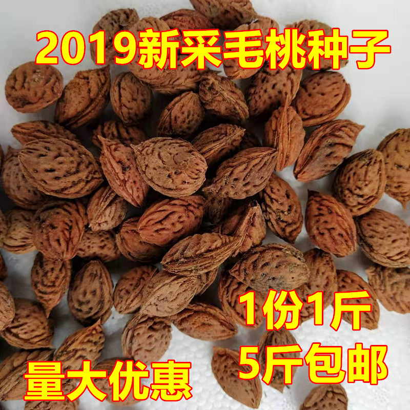 21 years of newly picked peach tree seeds hairy peach walnut hickory walnut kernel grafted plum blossom rootstock 1 part 1 catty 5 catties