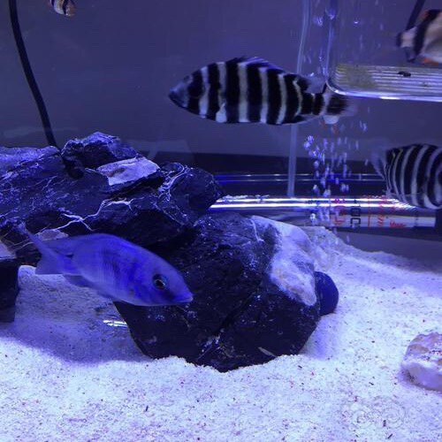 豪庭水族馆的LOGO