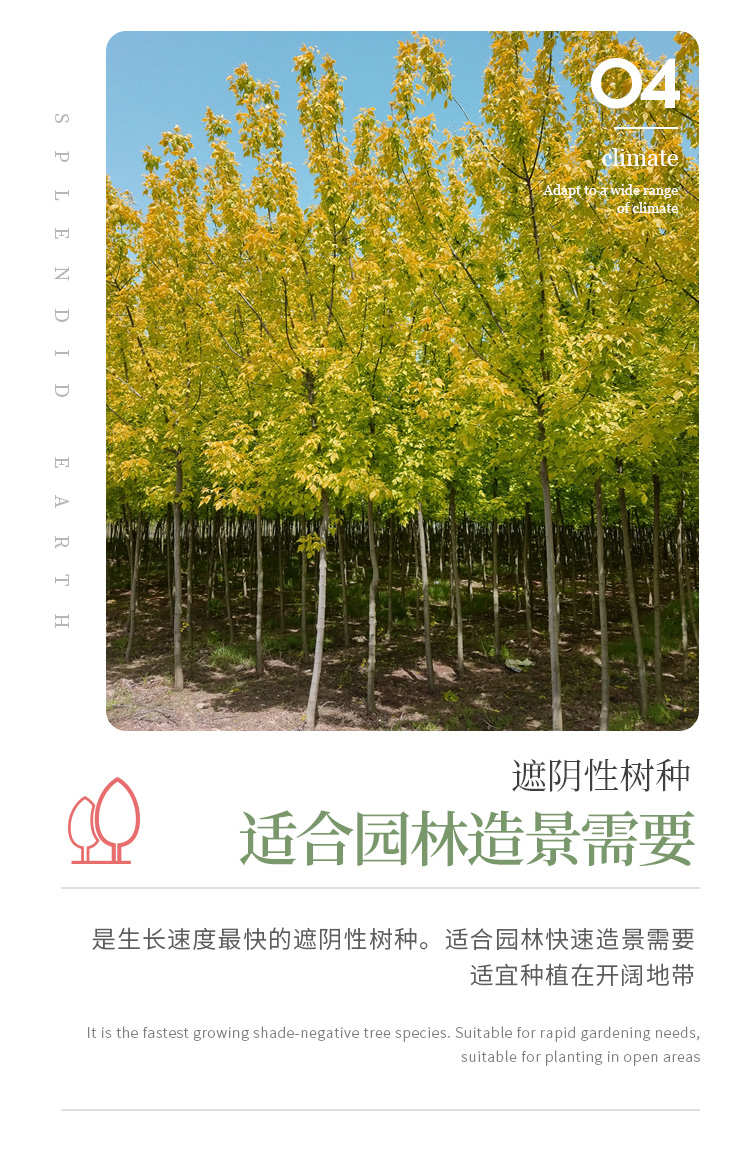 金叶银槭_06.jpg