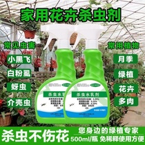 Vegetable insecticides flowers plants small flying insects Roses Green Rosette home bonsai indoor flowers expelling pots
