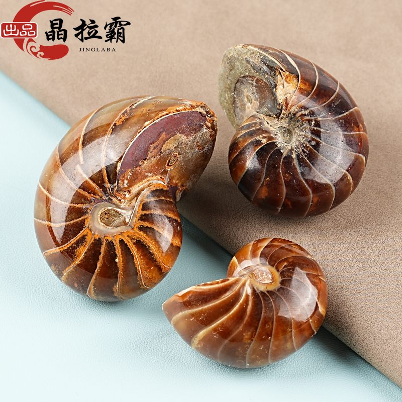 Nautilus Fossil Ornaments, Paleontology Marine Fossil Specimens, Colorful Conch, Jadeified Minerals, Science Education